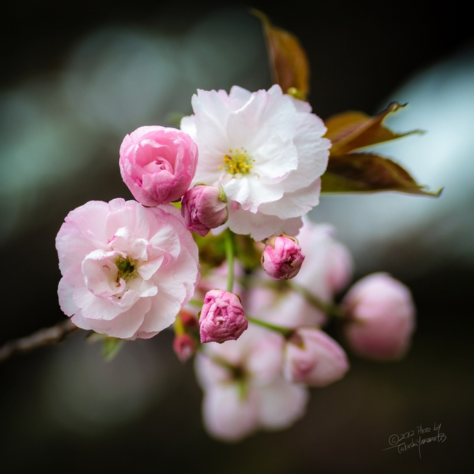 风光摄影：樱花祭