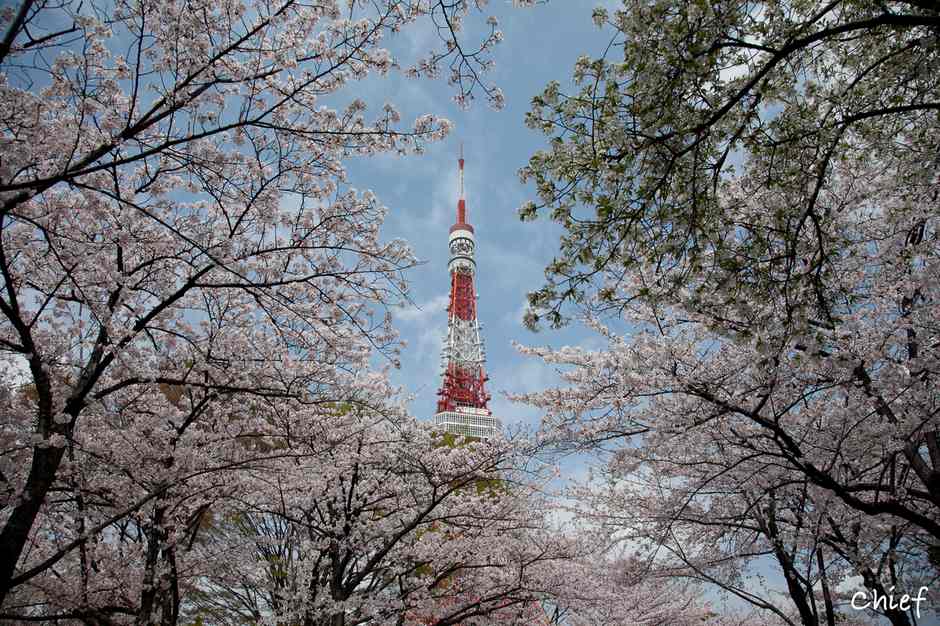 风光摄影：樱花祭