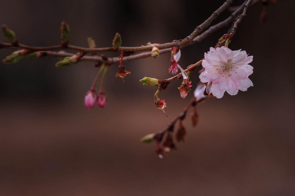 风光摄影：樱花祭