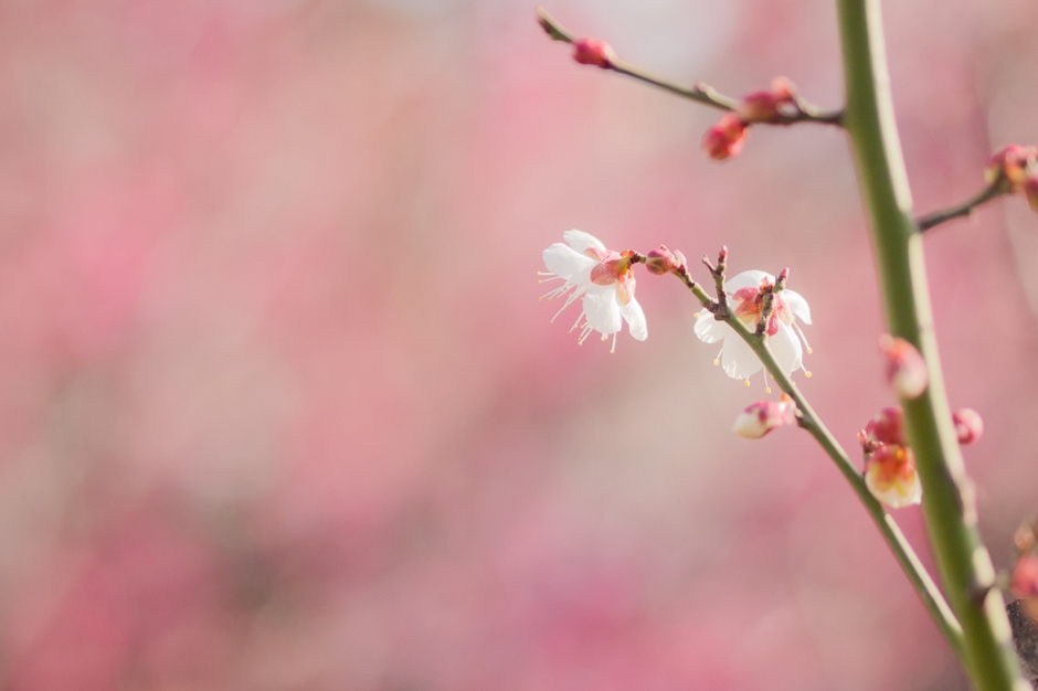 风光摄影：樱花祭