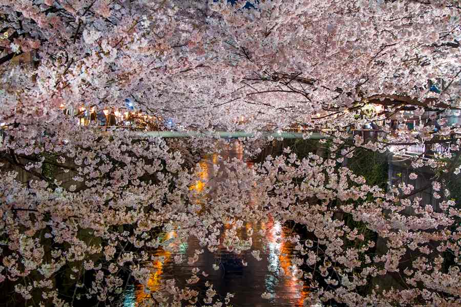 风光摄影：樱花祭