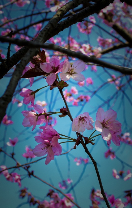 风光摄影：樱花祭