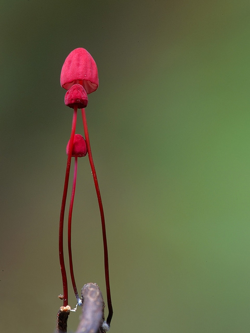 自然风光：萌菌物语