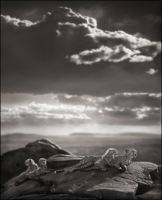 Nick Brandt：震撼心灵的史诗级动物肖像