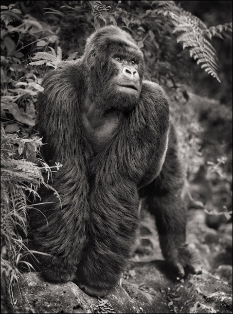 Nick Brandt：震撼心灵的史诗级动物肖像