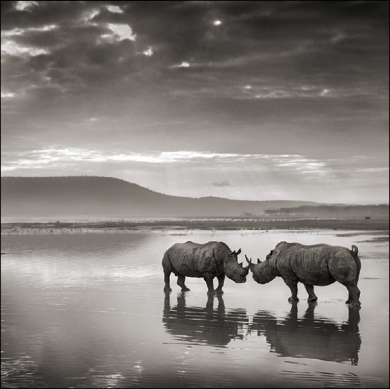 Nick Brandt：震撼心灵的史诗级动物肖像