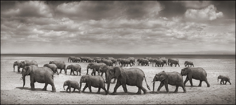 Nick Brandt：震撼心灵的史诗级动物肖像