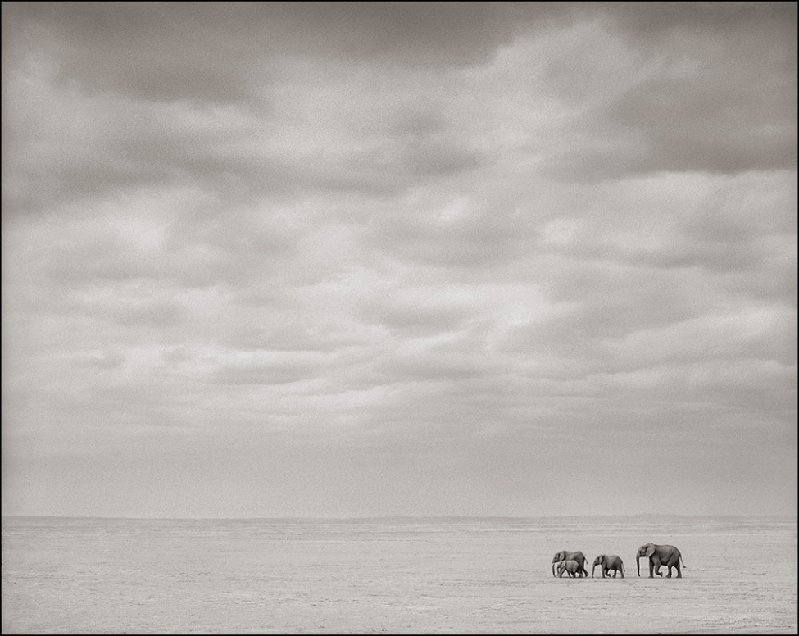 Nick Brandt：震撼心灵的史诗级动物肖像