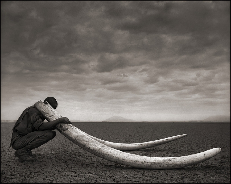 Nick Brandt：震撼心灵的史诗级动物肖像