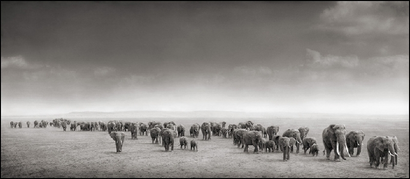 Nick Brandt：震撼心灵的史诗级动物肖像