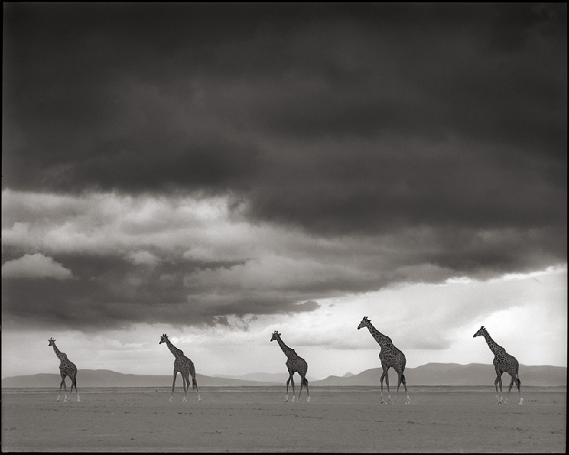 Nick Brandt：震撼心灵的史诗级动物肖像