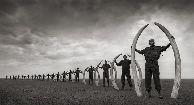 Nick Brandt：震撼心灵的史诗级动物肖像