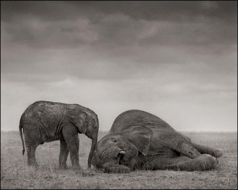 Nick Brandt：震撼心灵的史诗级动物肖像