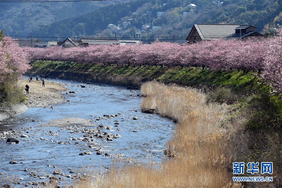 日本伊豆半岛河津樱绽放