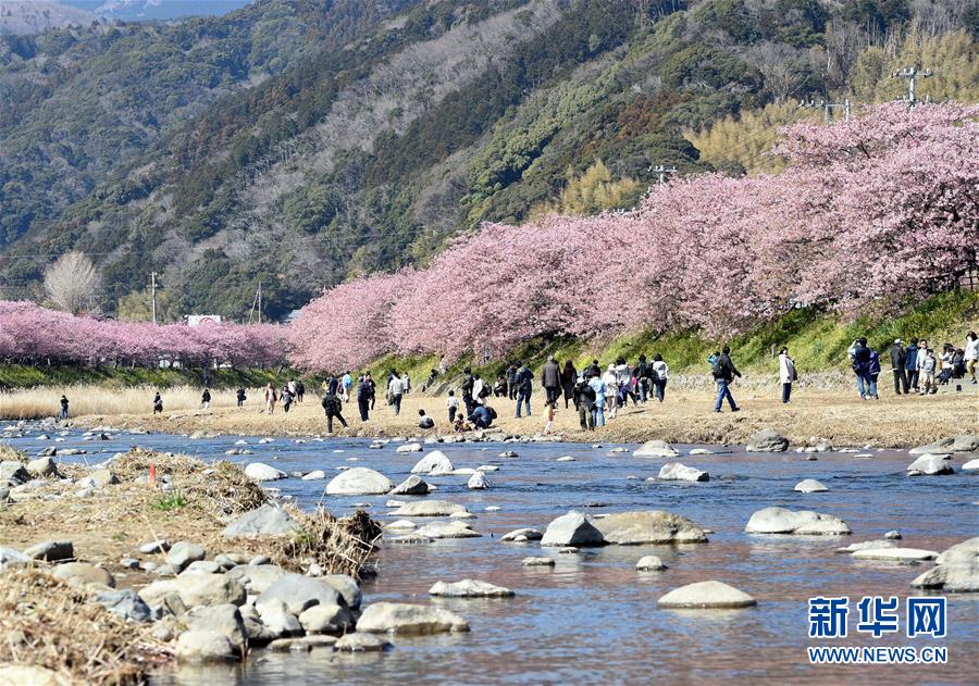 日本伊豆半岛河津樱绽放