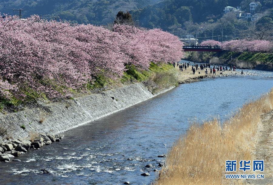 日本伊豆半岛河津樱绽放