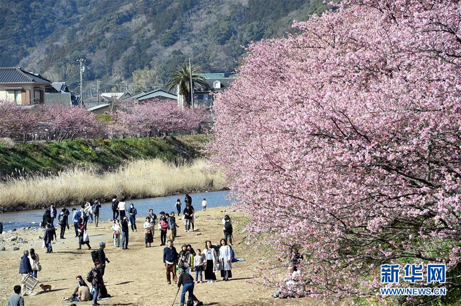 日本伊豆半岛河津樱绽放