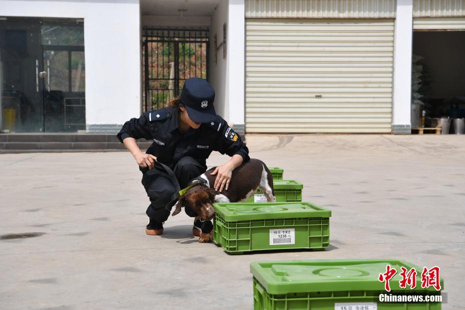 昆明铁路警方的训犬警花