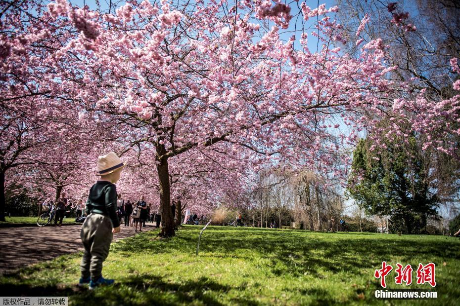 哥本哈根樱花绽放春光弥漫 游人徜徉粉色仙境