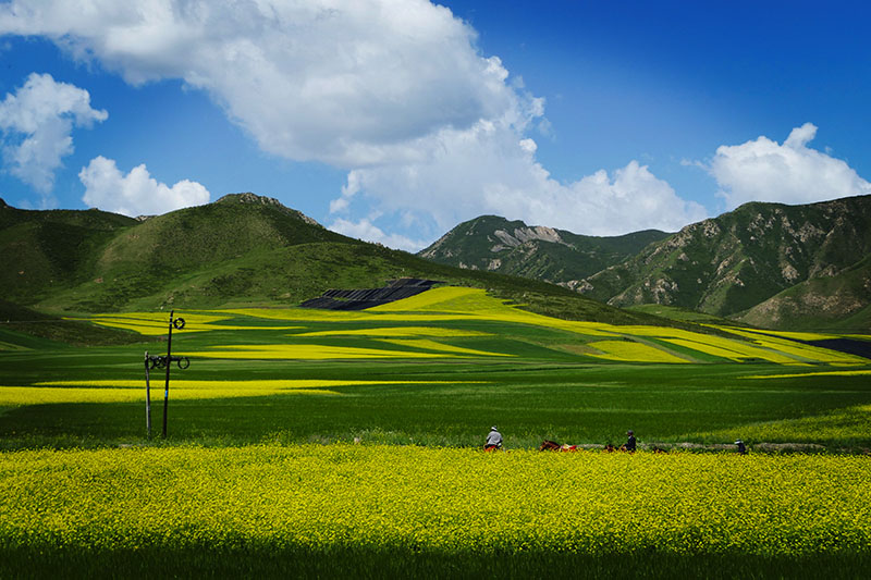 祁连山下油菜花海勾勒田园