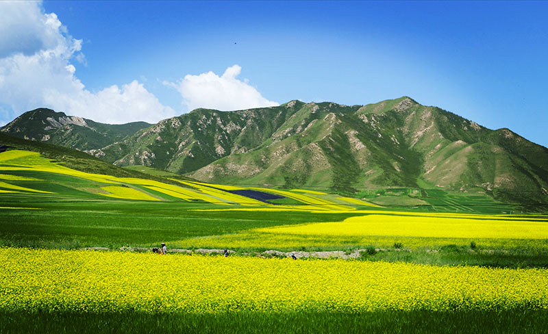 祁连山下油菜花海勾勒田园