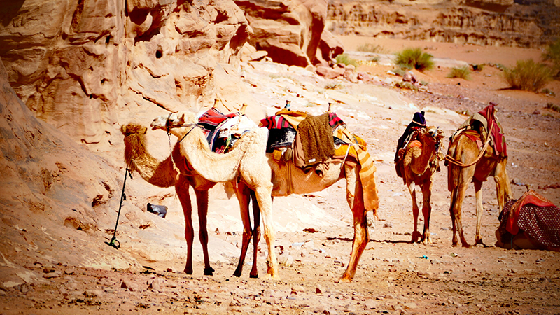 游约旦瓦迪拉姆沙漠（月亮谷）——世界自然和文化双遗产