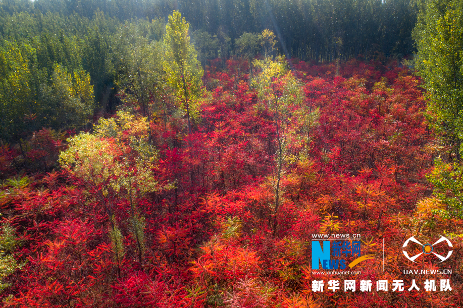 沿黄百里好风光