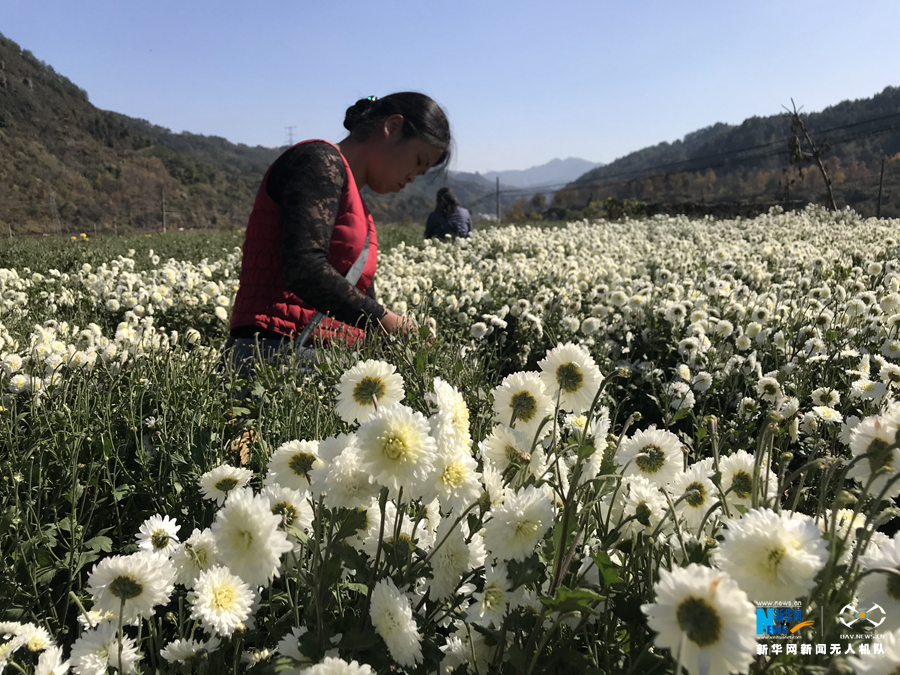 航拍：“徽菊之乡”花如雪