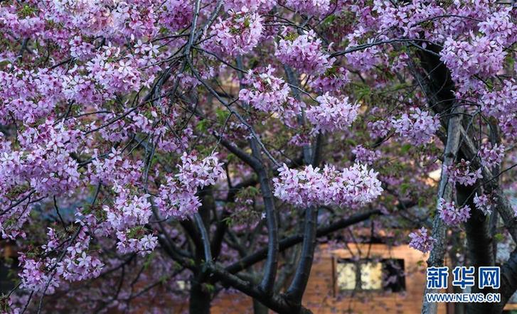 武汉：东湖畔 樱花开