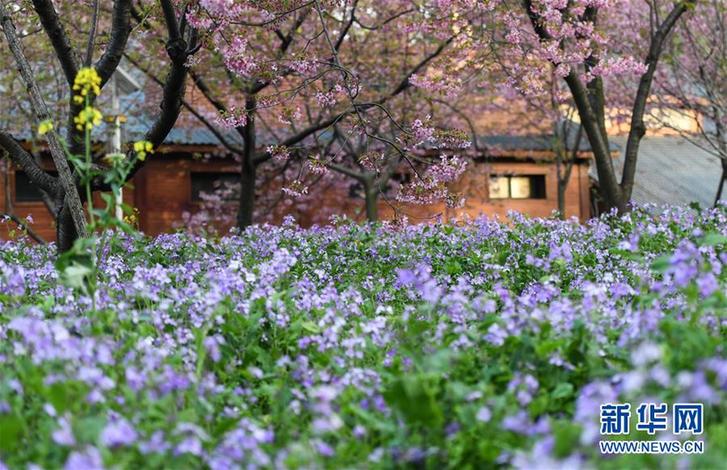 武汉：东湖畔 樱花开