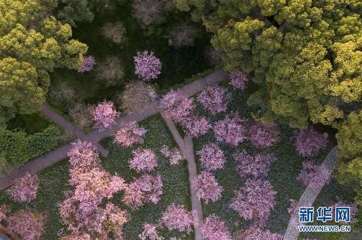 武汉：东湖畔 樱花开