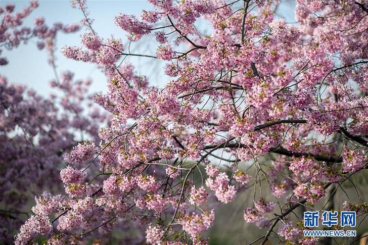 武汉：东湖畔 樱花开