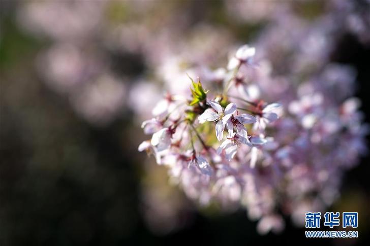 武汉：东湖畔 樱花开