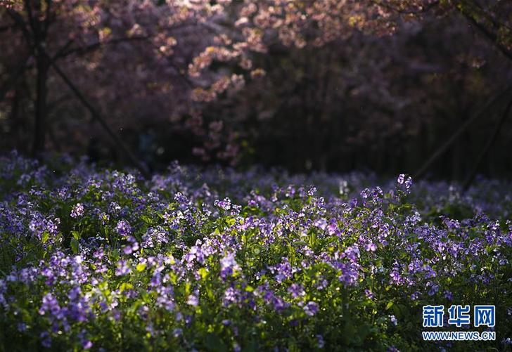 武汉：东湖畔 樱花开