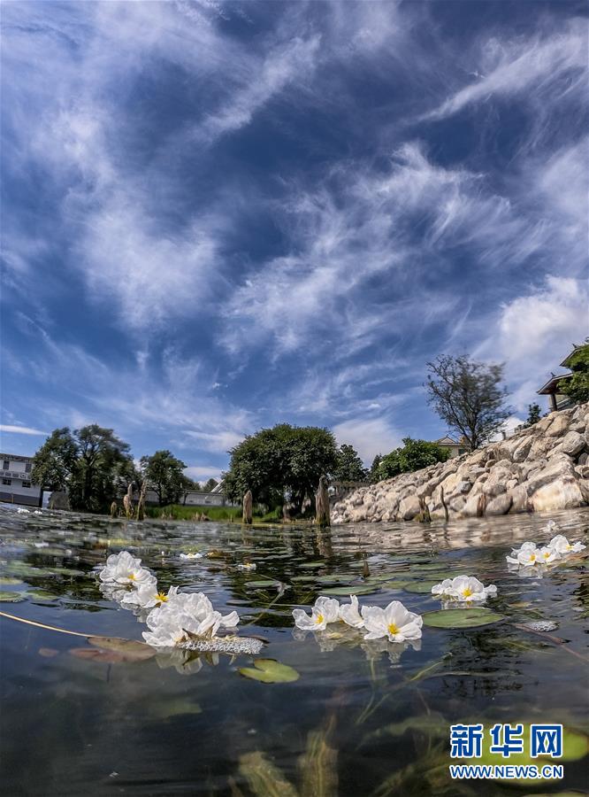 洱海又见海菜花