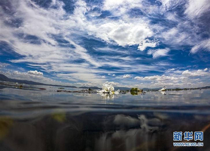 洱海又见海菜花