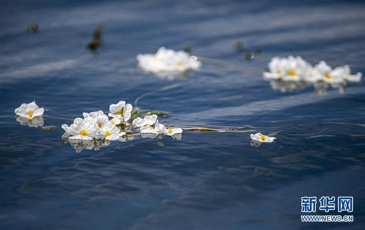 洱海又见海菜花