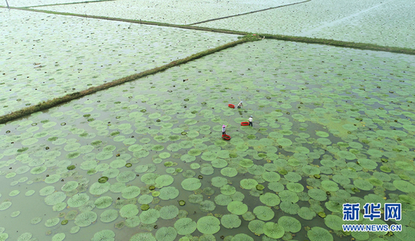 航拍：水生经济 绿色发展