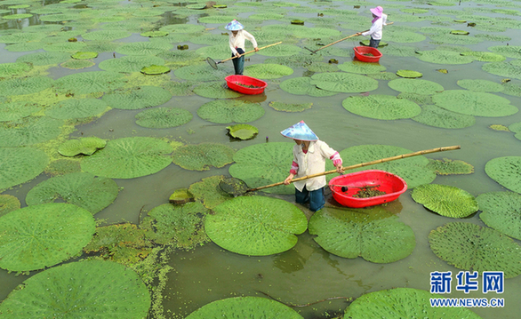 航拍：水生经济 绿色发展