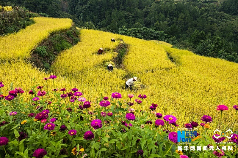 【“飞阅”中国】高山冷水稻绘就“田园诗”