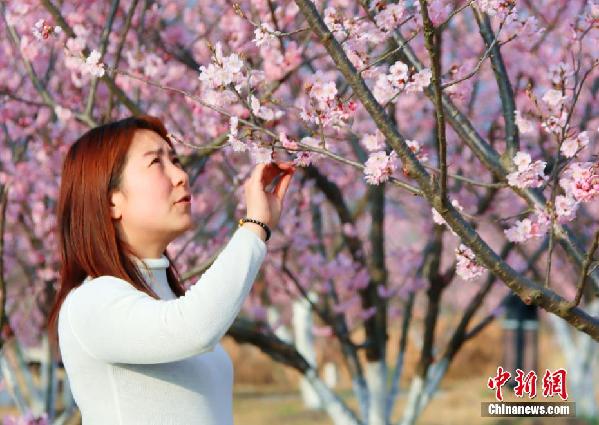 湖北枝江：春来樱花开 市民赏花忙