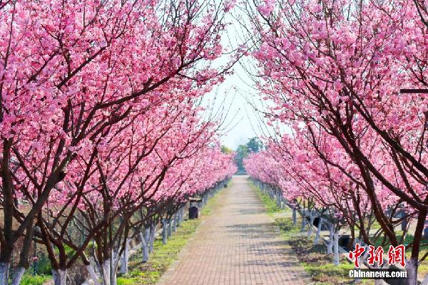 湖北枝江：春来樱花开 市民赏花忙