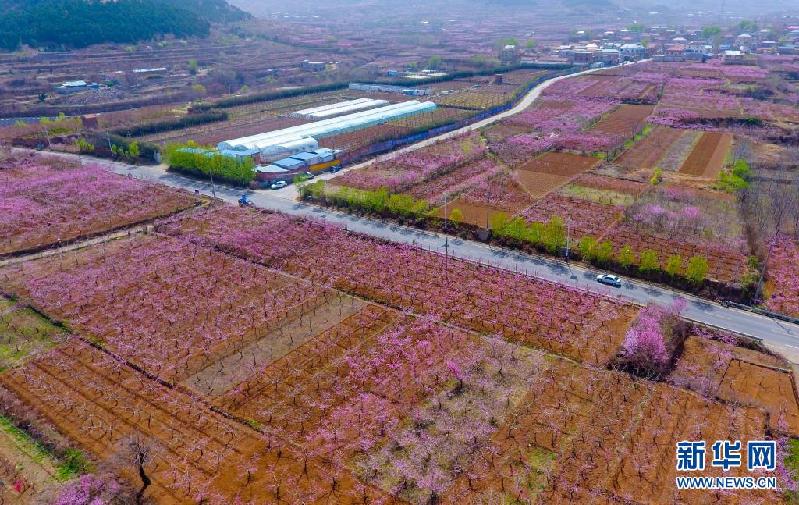 春风拂面桃花俏