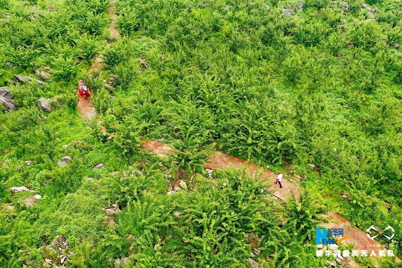 【“飞阅”中国】四川华蓥：石漠化土地变成“聚宝盆”