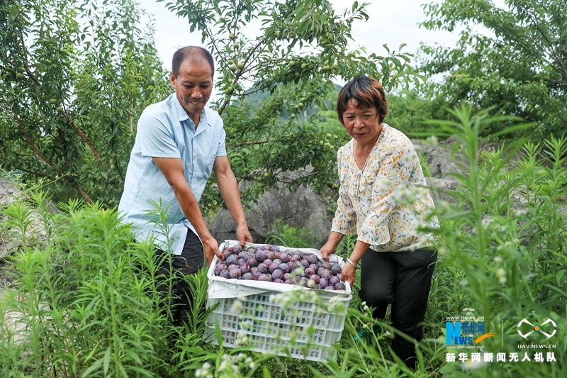 【“飞阅”中国】四川华蓥：石漠化土地变成“聚宝盆”