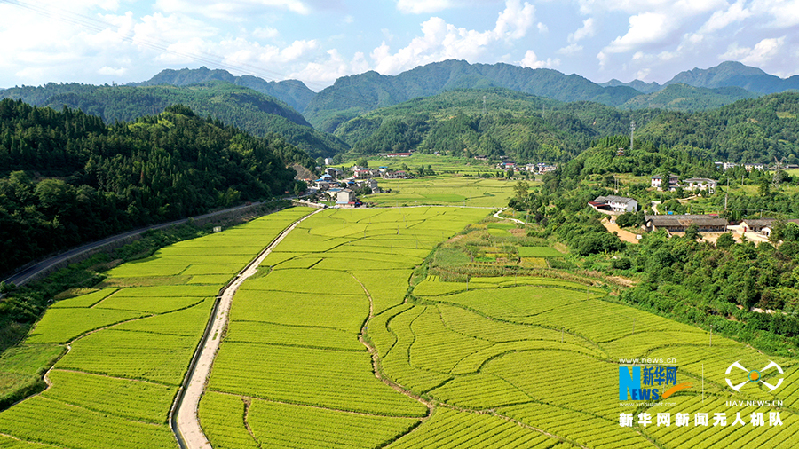 【“飞阅”中国】贵州岑巩杂交水稻制种基地进入收获季