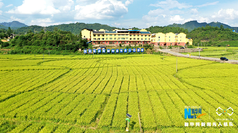 【“飞阅”中国】贵州岑巩杂交水稻制种基地进入收获季