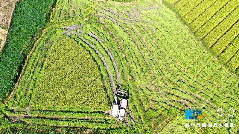 【“飞阅”中国】贵州岑巩杂交水稻制种基地进入收获季