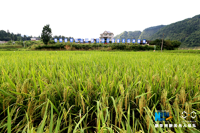 【“飞阅”中国】贵州岑巩杂交水稻制种基地进入收获季