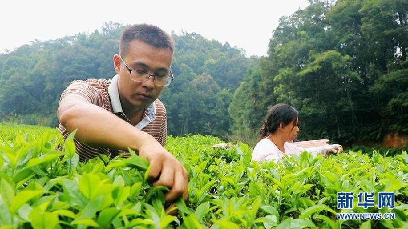 浓浓的茶香迎风飘来